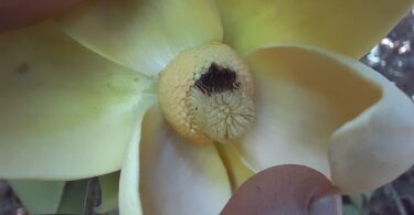 Duguetia gardneriana Mart.