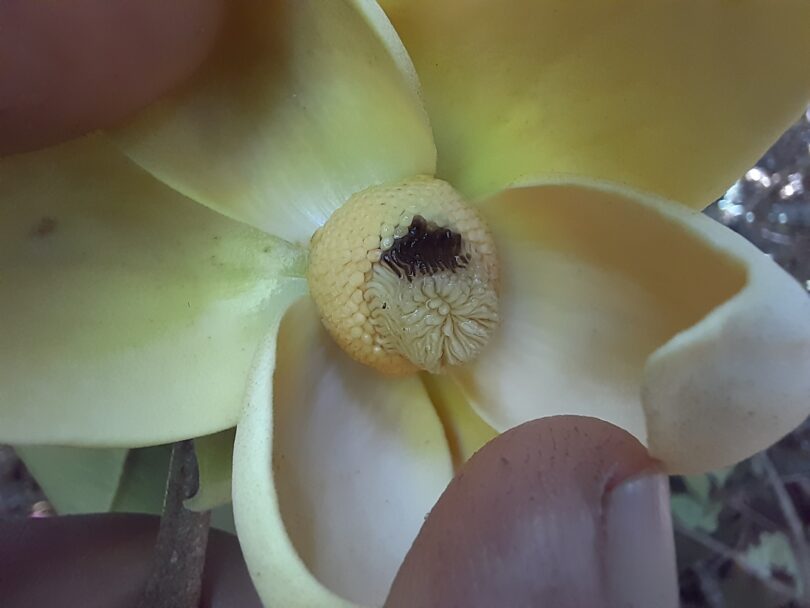 Duguetia gardneriana Mart.