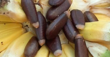 Duguetia gardneriana Mart.