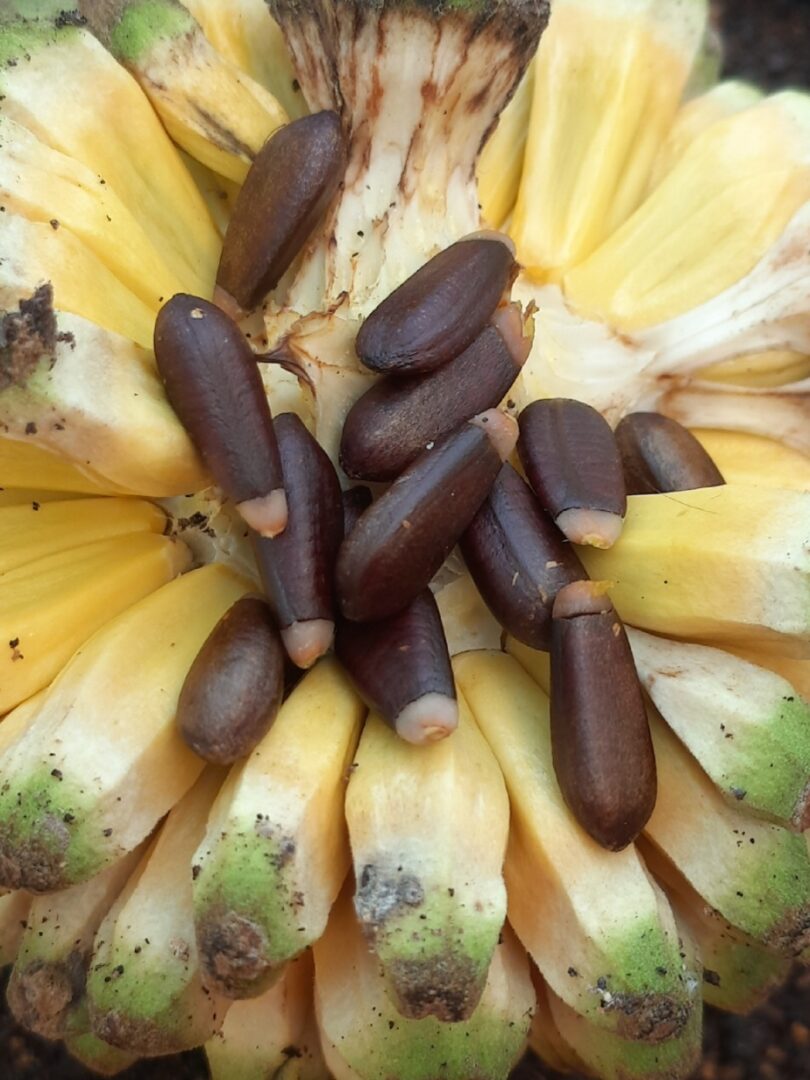 Duguetia gardneriana Mart.