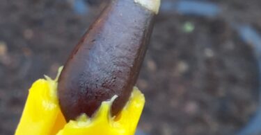 Duguetia gardneriana Mart.