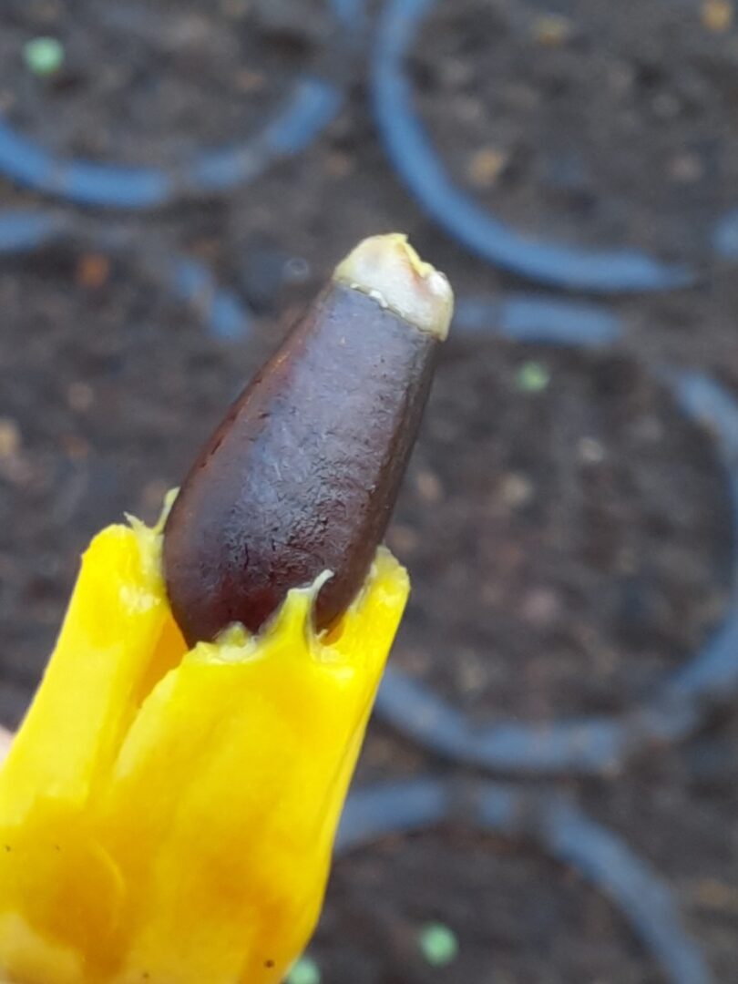 Duguetia gardneriana Mart.