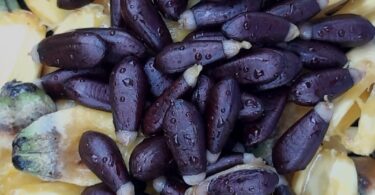 Duguetia gardneriana Mart.