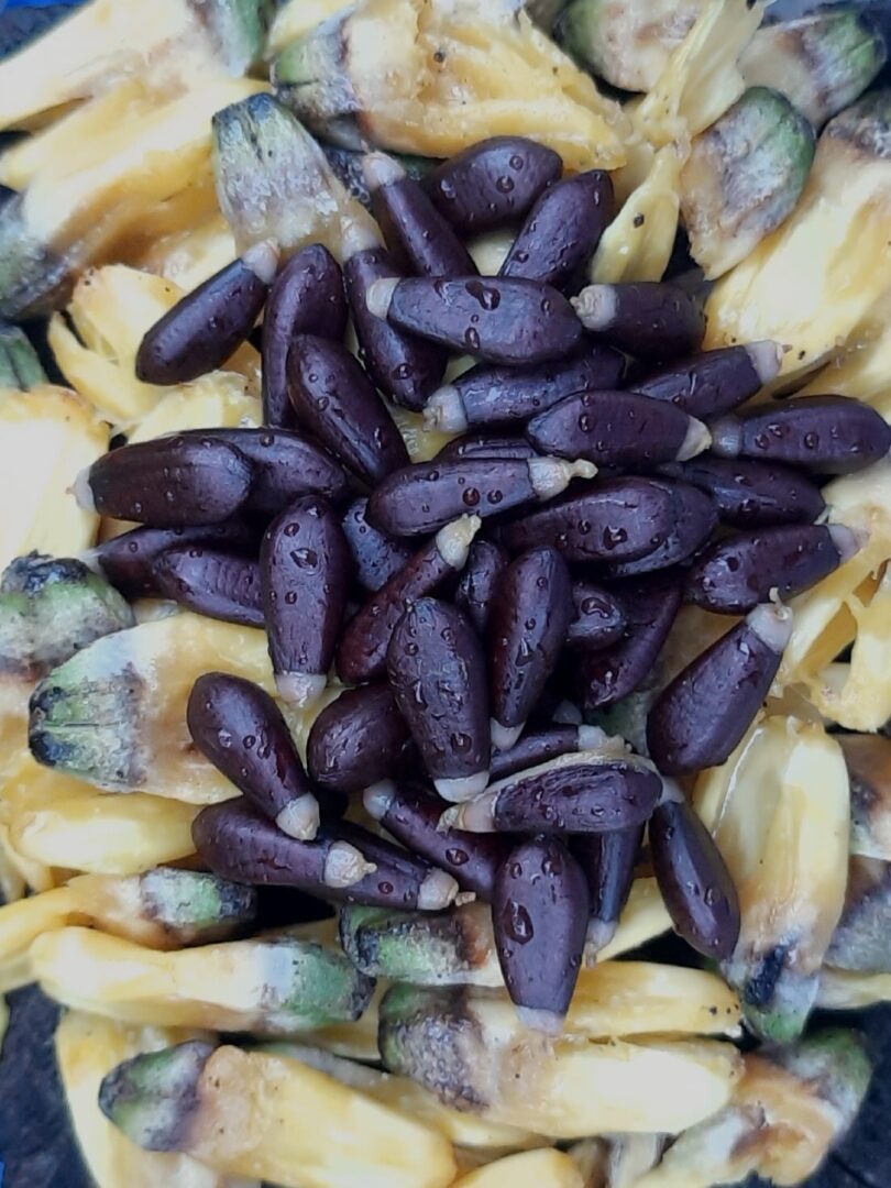 Duguetia gardneriana Mart.