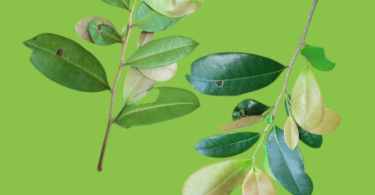 Duguetia gardneriana Mart.