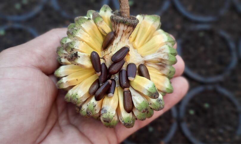 Duguetia gardneriana Mart.