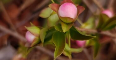 Botão de flor de Eugenia sp. Marechal deodoro-AL.