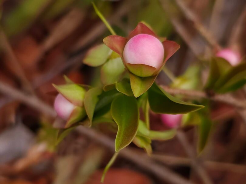 Botão de flor de Eugenia sp. Marechal deodoro-AL.
