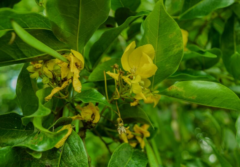Pau ferro - Chamaecrista ensiformis (Vellozo) Irwin & Barneby var. ensiformis