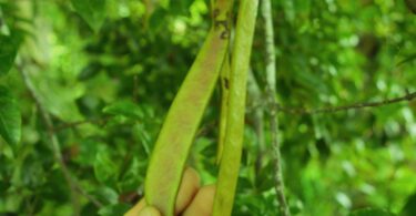 Pau ferro - Chamaecrista ensiformis (Vellozo) Irwin & Barneby var. ensiformis