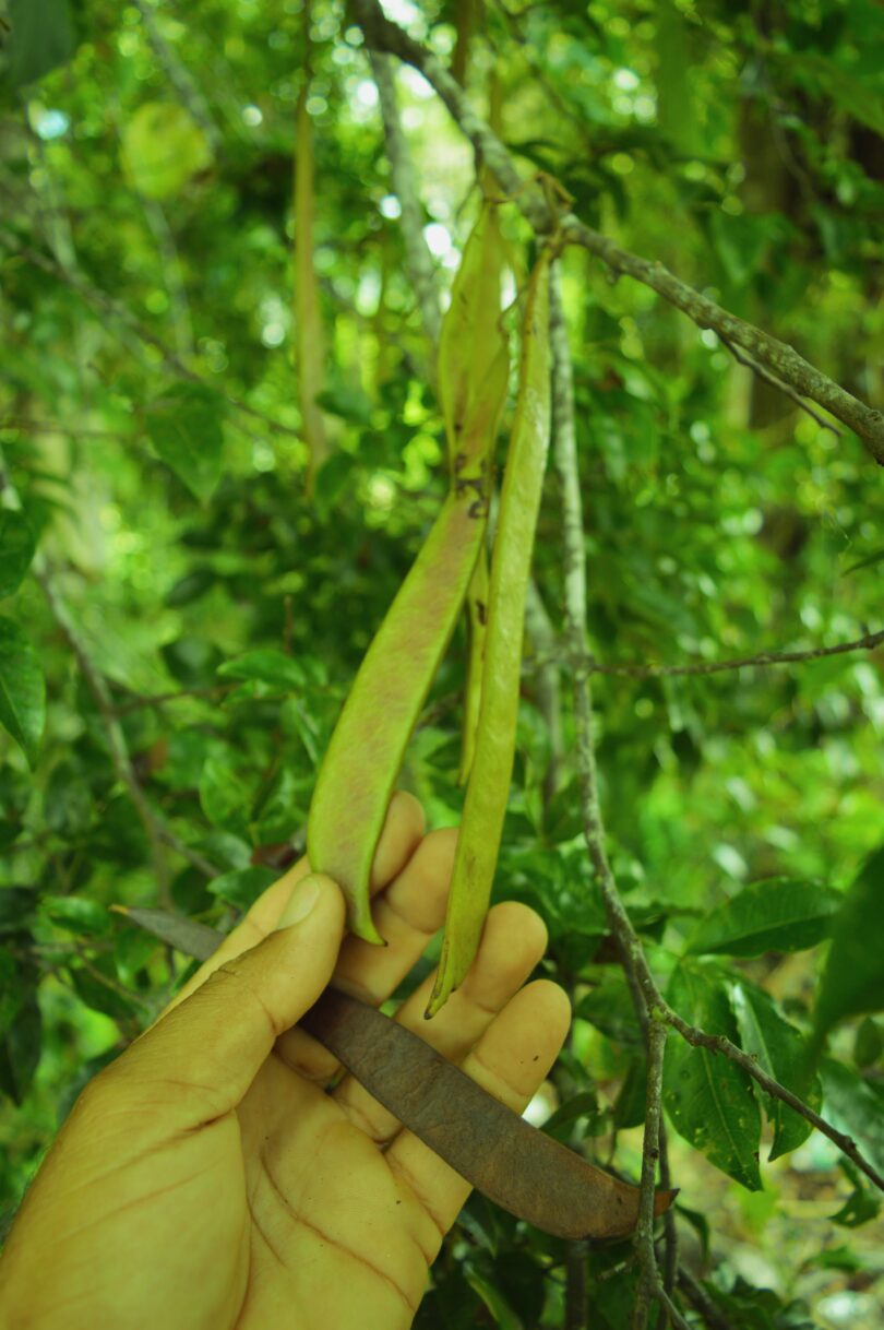 Pau ferro - Chamaecrista ensiformis (Vellozo) Irwin & Barneby var. ensiformis