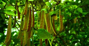 Pau ferro - Chamaecrista ensiformis (Vellozo) Irwin & Barneby var. ensiformis