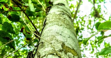 Pau ferro - Chamaecrista ensiformis (Vellozo) Irwin & Barneby var. ensiformis