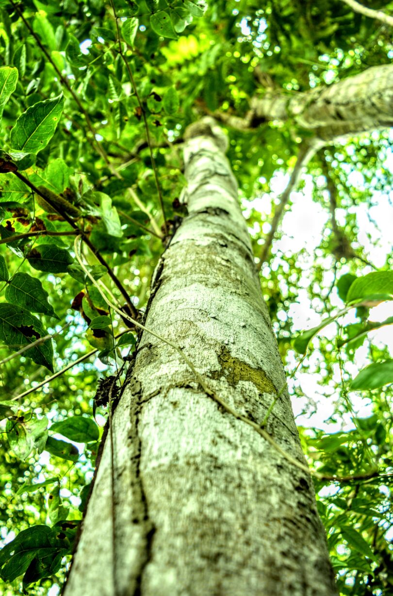 Pau ferro - Chamaecrista ensiformis (Vellozo) Irwin & Barneby var. ensiformis