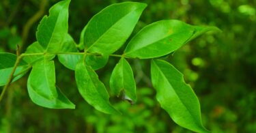 Pau ferro - Chamaecrista ensiformis (Vellozo) Irwin & Barneby var. ensiformis