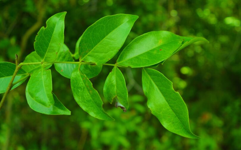 Pau ferro - Chamaecrista ensiformis (Vellozo) Irwin & Barneby var. ensiformis