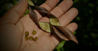 Pau ferro - Chamaecrista ensiformis (Vellozo) Irwin & Barneby var. ensiformis