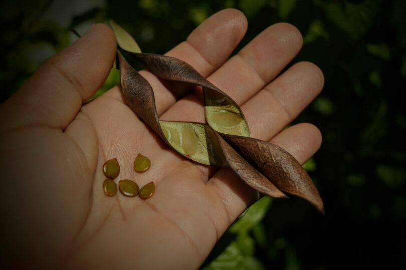 Pau ferro - Chamaecrista ensiformis (Vellozo) Irwin & Barneby var. ensiformis