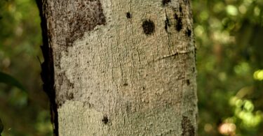 Pau ferro - Chamaecrista ensiformis (Vellozo) Irwin & Barneby var. ensiformis