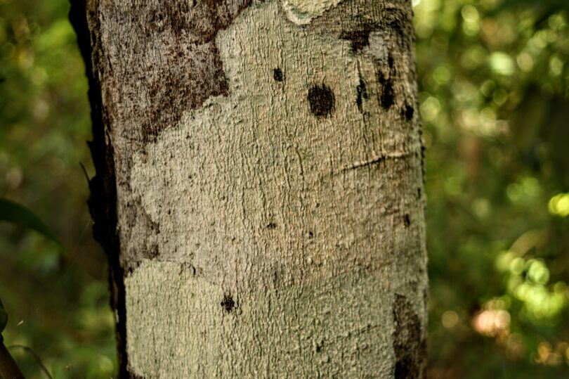 Pau ferro - Chamaecrista ensiformis (Vellozo) Irwin & Barneby var. ensiformis