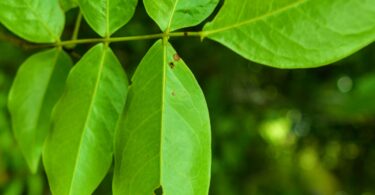 Pau ferro - Chamaecrista ensiformis (Vellozo) Irwin & Barneby var. ensiformis