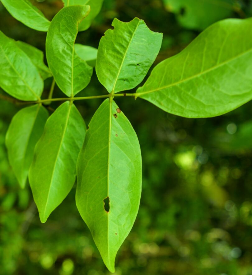 Pau ferro - Chamaecrista ensiformis (Vellozo) Irwin & Barneby var. ensiformis