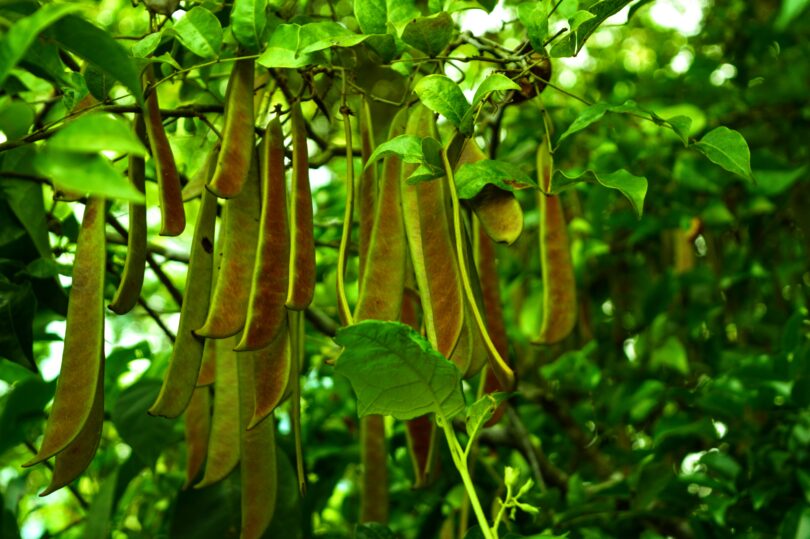 Pau ferro - Chamaecrista ensiformis (Vellozo) Irwin & Barneby var. ensiformis