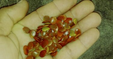 Pau ferro - Chamaecrista ensiformis (Vellozo) Irwin & Barneby var. ensiformis