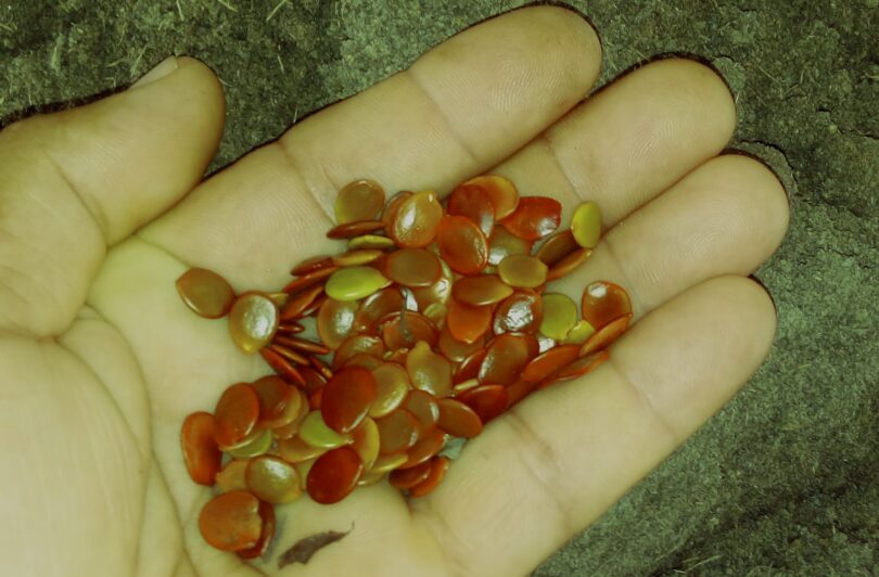 Pau ferro - Chamaecrista ensiformis (Vellozo) Irwin & Barneby var. ensiformis