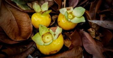 Eugenia sp. Marechal deodoro-AL.