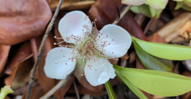 Flor de Eugenia sp. Marechal deodoro-AL