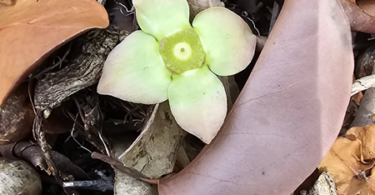 Flor de Eugenia sp. Marechal deodoro-AL