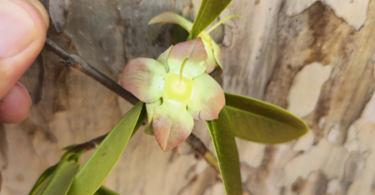 Flor de Eugenia sp. Marechal deodoro-AL