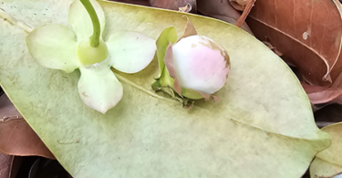 Flor de Eugenia sp. Marechal deodoro-AL