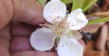 Flor de Eugenia sp. Marechal deodoro-AL