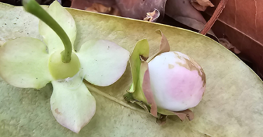 Flor de Eugenia sp. Marechal deodoro-AL