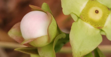 Flor de Eugenia sp. Marechal deodoro-AL