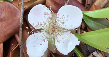 Flor de Eugenia sp. Marechal deodoro-AL