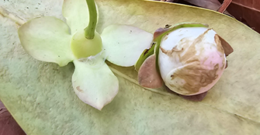 Flor de Eugenia sp. Marechal deodoro-AL