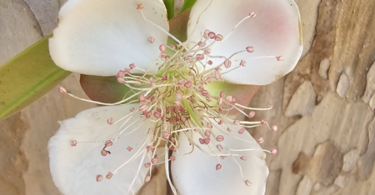 Flor de Eugenia sp. Marechal deodoro-AL