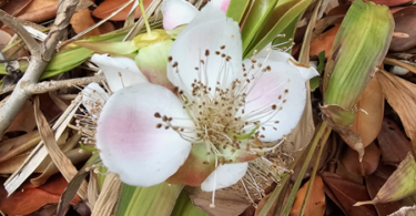 Flor de Eugenia sp. Marechal deodoro-AL