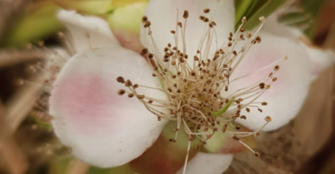 Flor de Eugenia sp. Marechal deodoro-AL