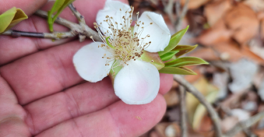 Flor de Eugenia sp. Marechal deodoro-AL