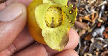 Fruto de Eugenia sp. Marechal deodoro-AL.