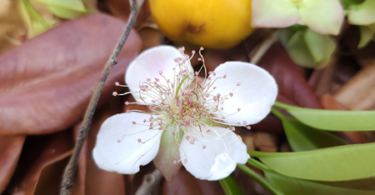 Fruto de Eugenia sp. Marechal deodoro-AL.