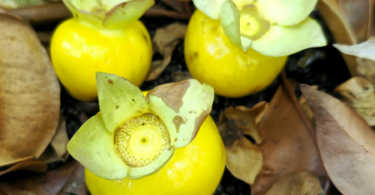 Fruto de Eugenia sp. Marechal deodoro-AL.