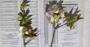 Fruto de Eugenia sp. Marechal deodoro-AL.