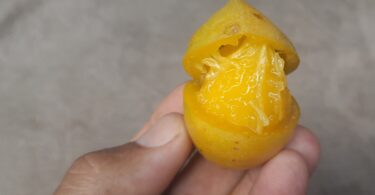 Fruto de Umbu cajá - Spondias bahiensis