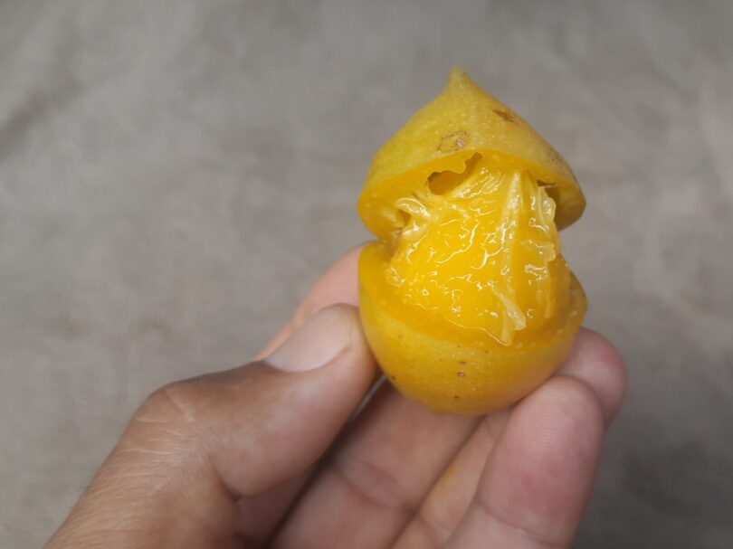 Fruto de Umbu cajá - Spondias bahiensis