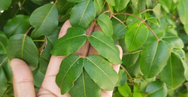Fruto de Umbu cajá - Spondias bahiensis